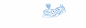nudibranche-dessin