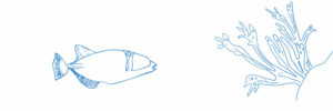 poisson-corail-dessin